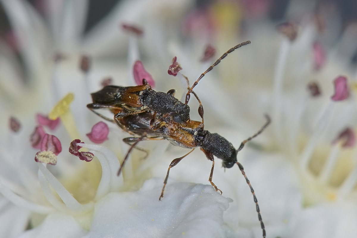 Molorchus sp.? Brachypteroma ottomanum, Cerambycidae